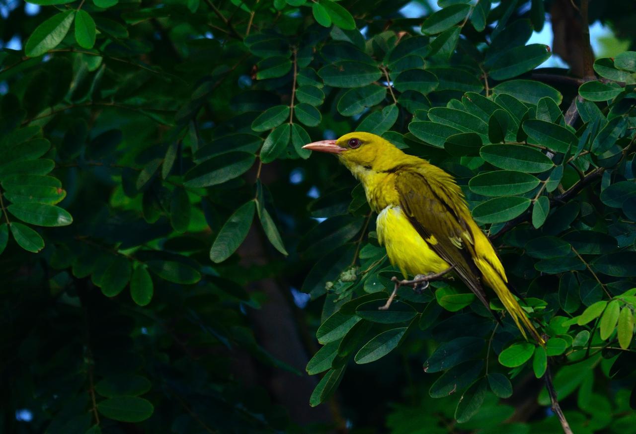 Nature Resort Agra  Eksteriør bilde