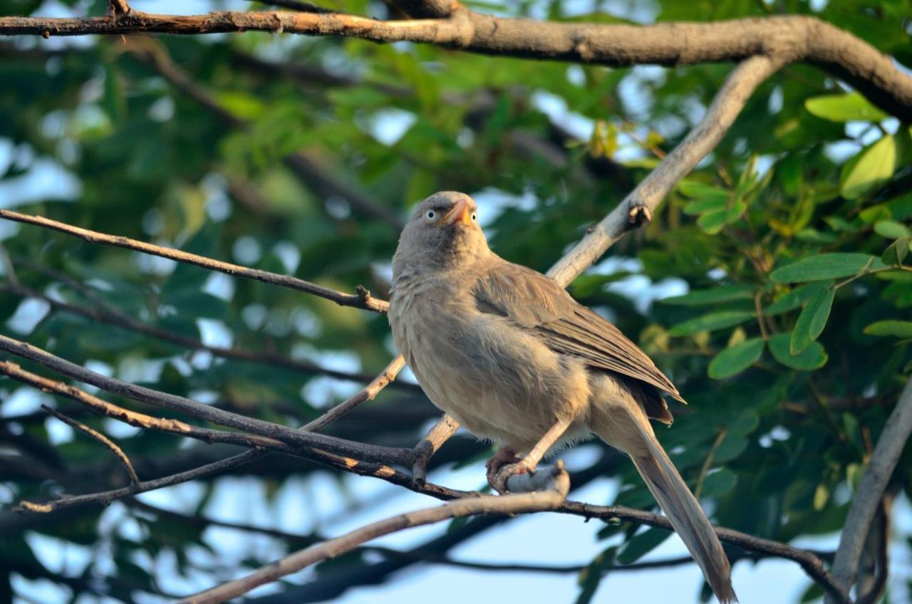 Nature Resort Agra  Eksteriør bilde