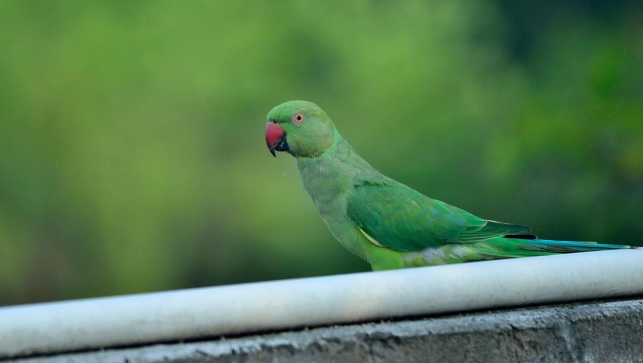 Nature Resort Agra  Eksteriør bilde